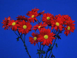 320x240