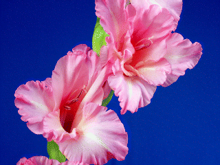 320x240